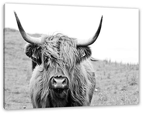 Pixxprint Highlandrind frontal in Schwarz-Weiss, Größe: 120x80cm, Leinwandbild, fertig gespannt, Wandbild, Dekoration, Kunstdruck, kein Poster
