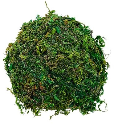 Kasten Reptilienversteckhaus Bartagame Höhle Eidechsenhaus Dekoration für Terrarium Reptilien Versteck Reptilienversteck und Höhle Reptilienhäute und Höhlen Kokosnussschale Green CIYODO