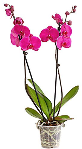 Dehner Schmetterlingsorchidee, zweitriebig, pinke Blüten, ca. 50-60 cm, Ø Topf 12 cm, Zimmerpflanze