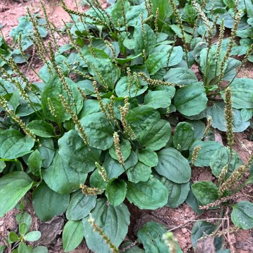 Semillas de plátano - exóticas de orgánicas, resistentes al invierno. balcón, jardín 50pcs