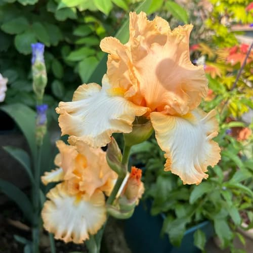 bulbos de iris, jardín de Decoraciones jardín exteriores balcón invernadero raras en balcón bulbo invernadero interior 20pcs