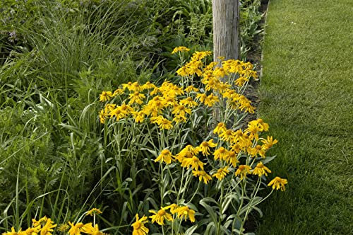 Helenium hoopesii 9x9 cm Topf – Winterhart, Mehrjährig, Pflegeleicht – Sonnenbraut – Staude für Beet & Garten