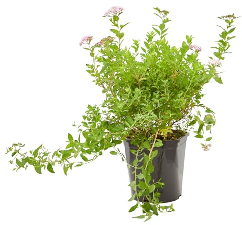 Verdecora Spirea en maceta de 3L | Arbusto de Exterior con Abundante Floración | Ideal para Jardines, Bordes y Setos Decorativos