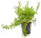 Verdecora Spirea en maceta de 3L | Arbusto de Exterior con Abundante Floración | Ideal para Jardines, Bordes y Setos Decorativos
