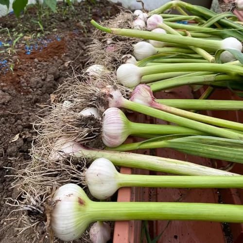 Semillas de ajo, orgánicas semillas de jardín de ajo resistente comprar de invierno resistentes para balcones 200pcs