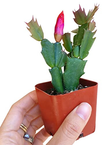 DH7 Enterprise Red/Pink/White Christmas Cactus Thanksgiving Cactus (2 inch)