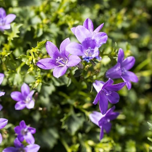 Pianta vera di Campanula portenschlagiana Ambella Intens Purple - Diametro Vaso Ø 10,5 cm