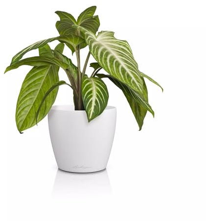 LECHUZA-Tischgefäß Classico Color 14 Deco Weiß, Matte Oberfläche, Ø 15 x 13,5 cm, 16681