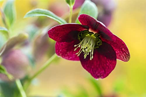 Helleborus x orientalis, rot ca. 11x11 cm Topf - Christrose, rote Blüten, Blütezeit Februar-April, ideal für schattige Beete, winterhart, pflegeleicht