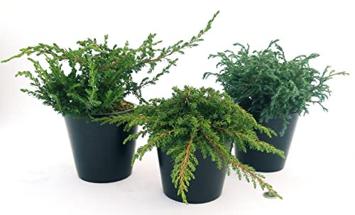 POWERS TO FLOWERS - TRIS CONIFERE STRISCIANTI, CEDRO LIBANESE, CIPRESSO REPENS, GINEPRO, 3 PIANTE, VASO 13CM, Piante vere