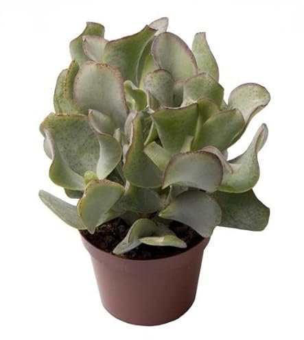 Crassula Arborescens o Árbol del Dinero Natural Planta Resisitente de Bajo Mantenimiento