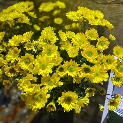 gänseblümchensamen bio, steingartenpflanzen winterhart gänseblümchen, zierblumen blumendeko bodendecker 120pcs