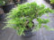 Mooswacholder Rockery Gem - Juniperus sabina Rockery Gem - 40-50