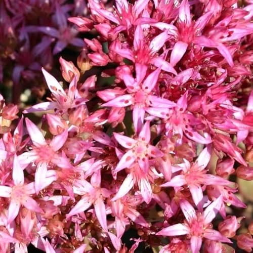 6x Orpin 'Fuldaglut' - Sedum spurium ‘Fuldaglut’ - Godet 9x9cm