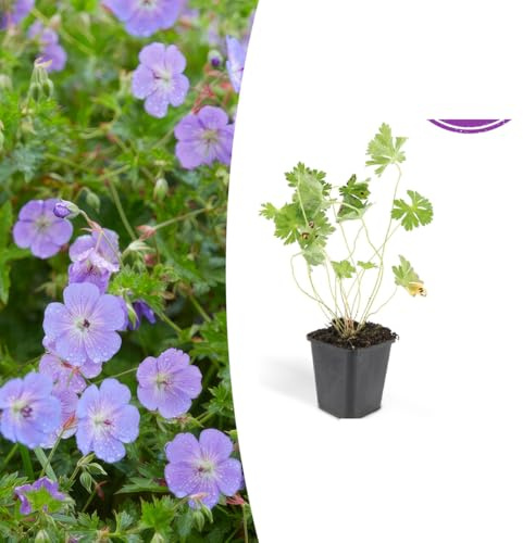 Geranium Rozanne | 48 stycken - 10-25cm - Ø9cm - Trädgårdsväxt