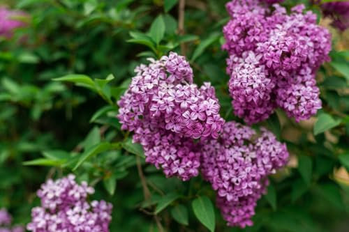 100 Samen Wilder Flieder (Syringa vulgaris), Zierbaum mit duftenden Blüten, Zierstrauch