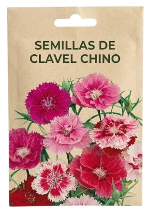 Cultivo Doméstico de Clavel Chino – Semillas de Clavel Chino para Jardinería en Macetas, Balcones y Jardines | DECOALIVE