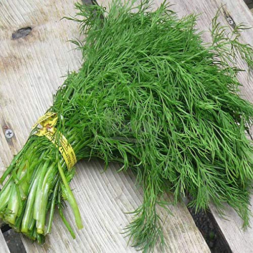 Portal Cool Semi di aneto Ambrosia Tardo 5G Semi Ucraino