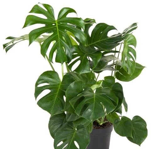 Generico Monstera Deliciosa vaso 24 70 cm foto reale pianta da appartamento Vivaio Annese