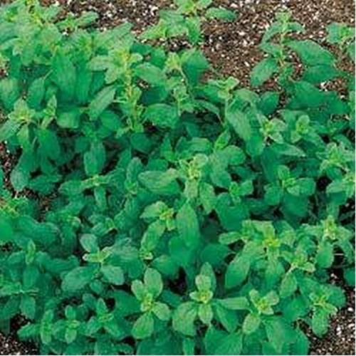 Graines de marjolaine douce