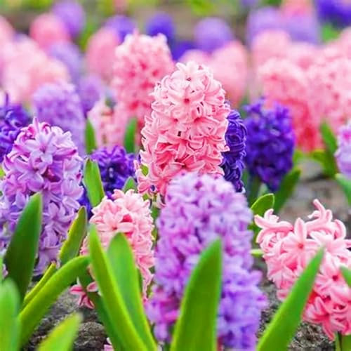 Winterhart MehrjäHrig,Hyazinthen Zwiebeln,Hyazinthen Zwiebeln Winterhart,Gardeners Dream Winterharte Pflanzen,Mehrjährige Stauden,Balkon Pflanzen & Kübelpflanzen,Ideale Garten Pflanzen-2zwiebeln-d