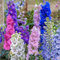 2000 Delphinium Magic Fountains, piante perenni giganti, colori misti, speronella, piantine da giardino