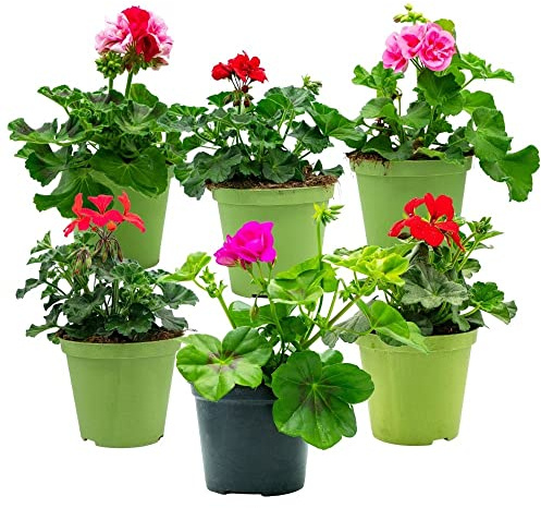 Geranio in varietà (6 PIANTE) - Fiori NON commestibili - Azienda agricola Carmazzi