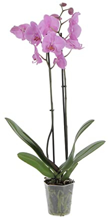 KENTIS - Orchidea Phalaenopsis Rosa - Piante Vere da Appartamento Fiorite - H 60-70 cm Vaso Ø 12 cm