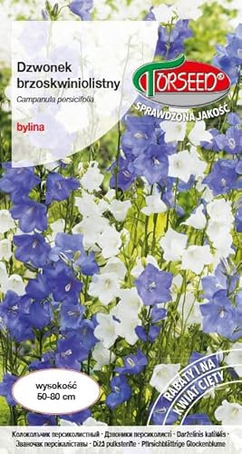 Verdica Campanula persicifolia - Semi di Campanula persicifolia - Fiori multicolori, facile da pulire, perenne, ideale per fiori recisi e aiuole, confezione ecologica