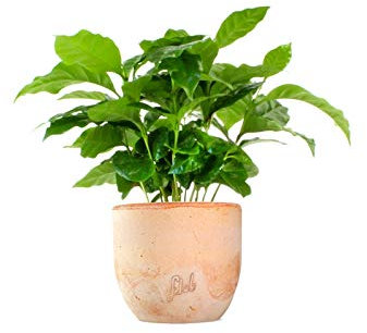 Pianta di Caffè Altezza 25 cm, Pianta Vera, Pianta da Interno, Vaso Artigianale in Terracotta