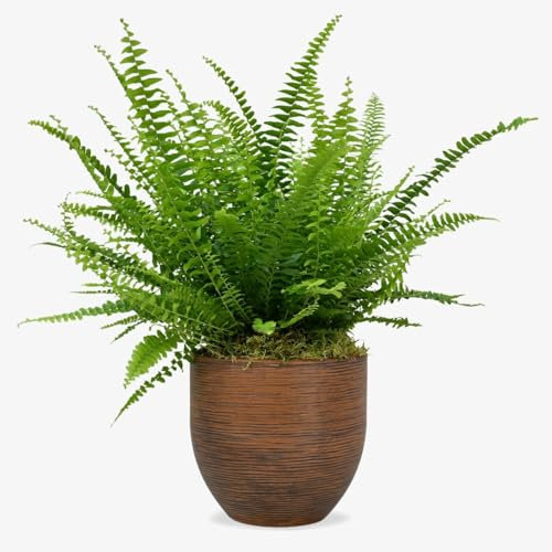 Prestige Plant Boston Fern (Nephrolepis exaltata) – Lush Air-Purifying Houseplant | Approximately 30–40cm Tall | Indoor & Outdoor Fern