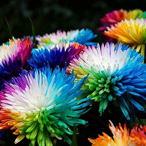 PERZOE 100 Stücke seltene Regenbogen, Chrysantheme Blumensamen Garten Bonsai mehrjährige Pflanze Regenbogen-Chrysantheme-Samen