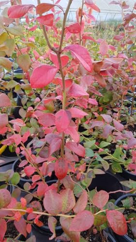 Vaccinium corymbosum 'Blue Crop' / Myrtillier Blue Crop/Conteneur de 3 à 4 litres/Fruitier