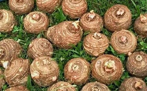SOPHISTICATE Organic Seeds: 6 Bulbs Colocasia esculenta, Green Taro, cocoyam, Taro, Elephant Ears Bulbs