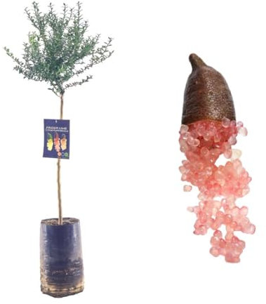 Pianta di Finger Lime/Caviale di limone - Frutto Rosso - Citrus Australasica - H100cm inclusa Fitocella