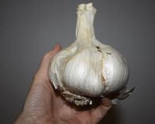 Buy4seeds 15Pcs Seed Russian Giant Garlic Fresh Cloves Seeds from Large Bulb Planting Now 2021 Useful for Gardening (15 Seeds)