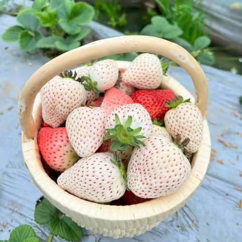 semillas de fresa de fresa columnares fresas interior exóticas Camas elevadas para el jardín enanos resistentes en 800pcs