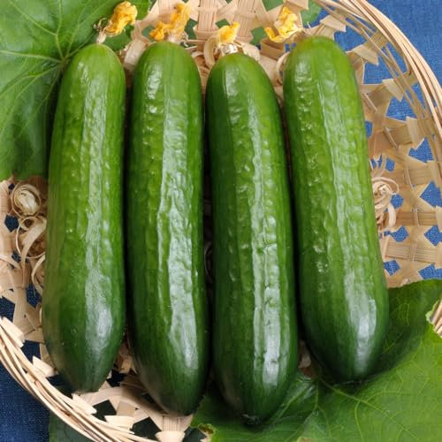 Cucumber 'Merlin' F1 Seeds - High-Yield, Disease-Resistant, and Continuous Harvesting - Perfect for Greenhouse and Polytunnel Gardening - 1x Seed Packet by Thompson & Morgan