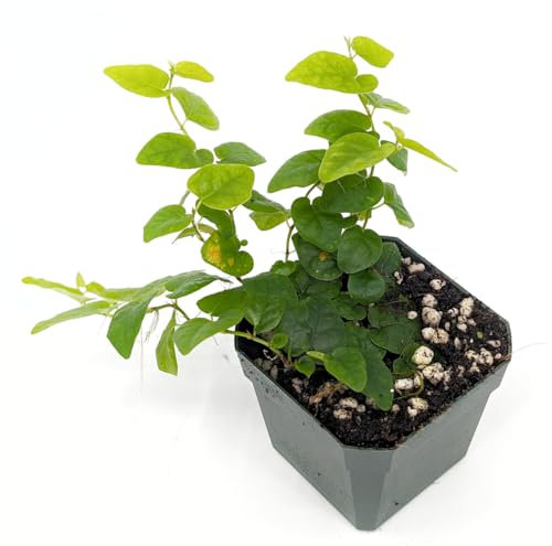 Ficus Pumila Natural Higuera Trepadora Resistente para Jardines