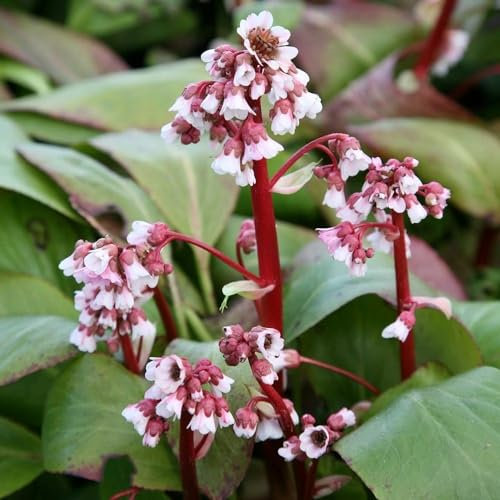 Plant Theory Silberlicht Elephant's Ears Perennials Flowering Plants Bergenia 2L Pot