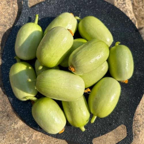 semillas de pepino de invernadero - oficina, exóticas resistentes exterior 1000pcs