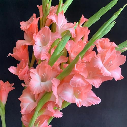 20 Pcs Gladiolen Zwiebeln Winterhart Mehrjährig - Flowers Decoration, Zimmerpflanzen Gladiolus Frühlingsblüher Zwiebeln, Blumenzwiebeln Mehrjährig Winterhart, Frühlingsblumen Deko