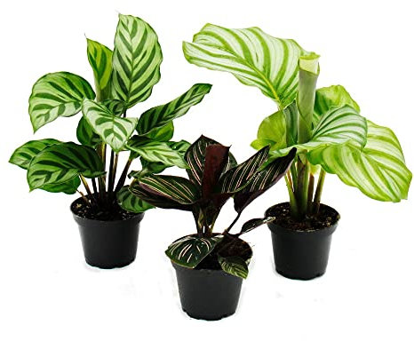 Exotenherz - Schattenpflanzen 3er Set - mit ausgefallenem Blattmuster - Calathea - 7cm Topf - ca. 20cm hoch