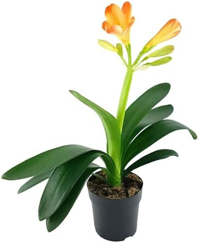 Lirio del Bosque Natural Espléndida Planta Viva de Clivia con Flores Aromáticas