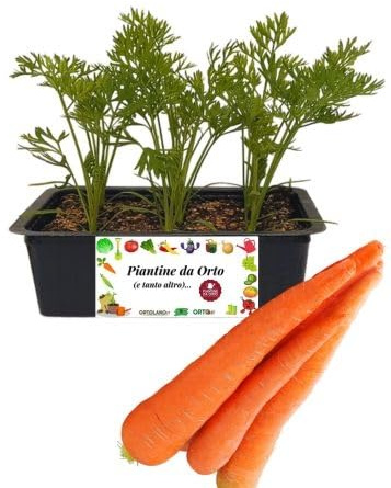 P. Piantine da Orto | Carota, Pianta da Orto o Balcone Pronta al Trapianto, Kit da 9 Piantine, Pianta Vera da Esterno, Vivaio Italiano