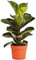 Ficus lyrata Bambino Pianta da Interno per Casa o Ufficio (30-40 cm)