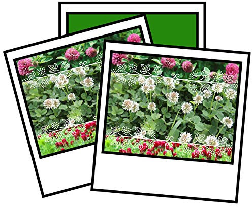 1kg RED White Crimson Mix Clover Seeds Green Manure Wild Flower 1 kg