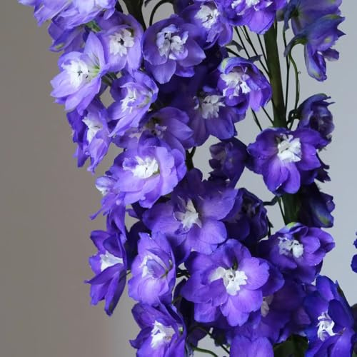 semi resistenti del delphinium, delphinium di perenni resistenti Decorazione da giardino per esterno, balcone, ombra 550pcs