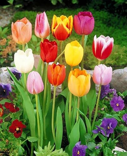 Blue Magic Design 10 Mixed Darwin Hybrid Tulip Perennial Autumn Garden Flower Bulb Corm Outdoor