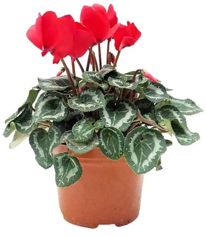 Violeta Persa PREMIUM Planta con Flores de Colores Natural